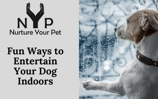 Fun Ways to Entertain Your Dog Indoors