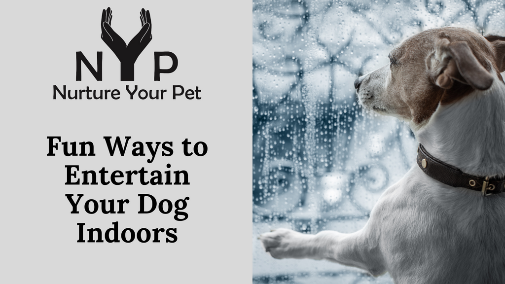 Fun Ways to Entertain Your Dog Indoors