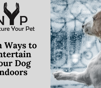 Dog looking through the Glass Window while it is raining outside