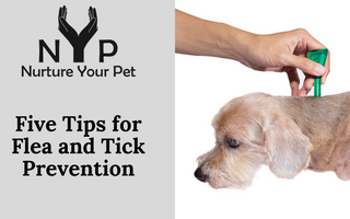 Five Tips for Flea and Tick Prevention
