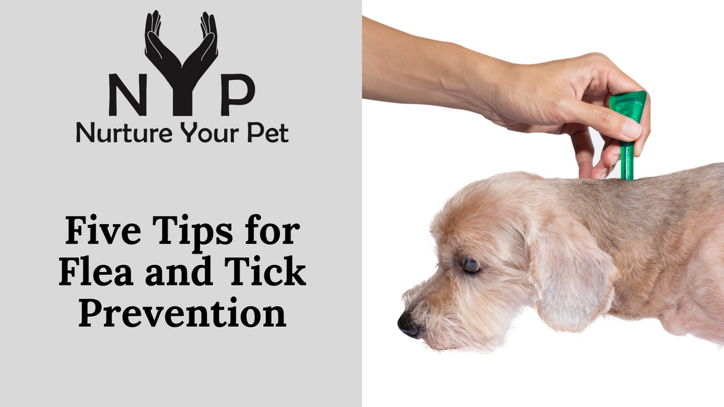 Five Tips for Flea and Tick Prevention