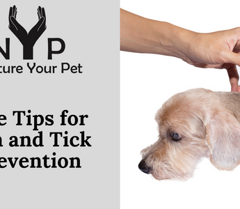 Dog receiving topical flea and tick prevention treatment, with text "Five Tips for Flea and Tick Prevention".