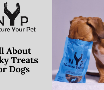 Dachshund eating NYP lamb and flaxseed jerky treats from a blue bag.