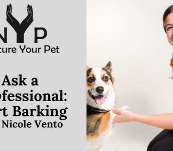 Nicole Vento with a Corgi, discussing alert barking training.