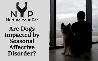 Are Dogs Impacted by Seasonal Affective Disorder?
