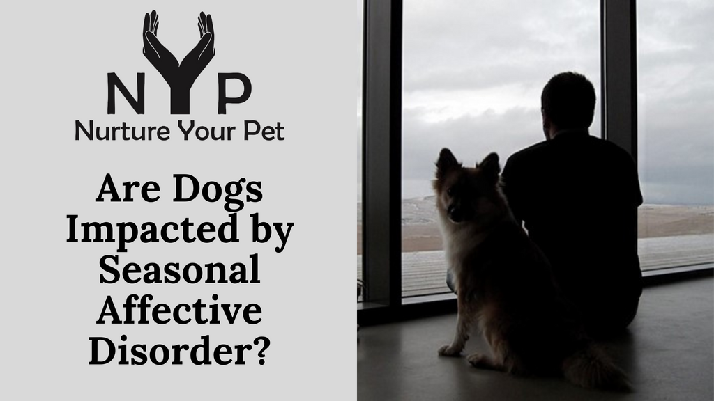 Are Dogs Impacted by Seasonal Affective Disorder?
