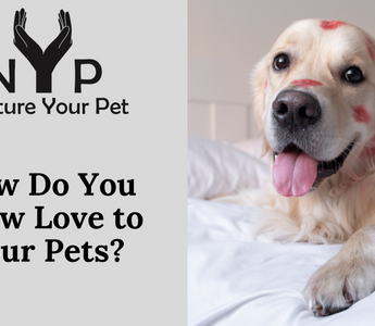 Dog sitting on a bed having kisses prints on the face