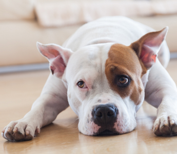 Do Dogs Worry About Their Owners