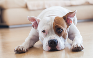 White and brown American Staffordshire Terrier lying on hardwood floor