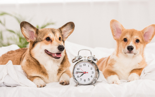 Two Pembroke Welsh Corgis lying on a bed next to an alarm clock set 