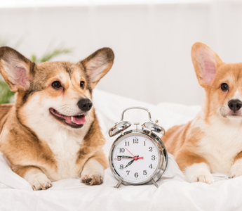 Two Pembroke Welsh Corgis lying on a bed next to an alarm clock set 
