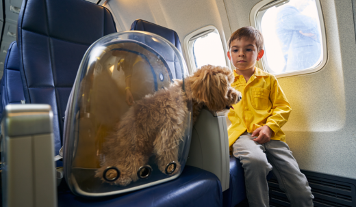 Tips for Keeping Your Service Dog Calm During Air Travel