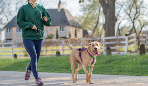 When is it Safe to Start Walking Your Dog After Neutering?