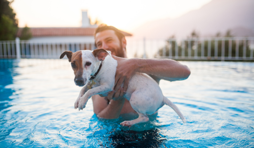 Teaching Your Dog to Swim in the Pool the Fun and Safe Way