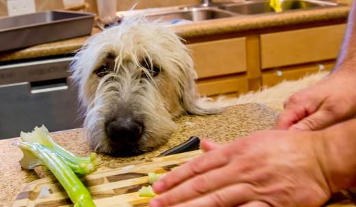 Can You Feed Your Dog Celery? A Guide to the Health Benefits and Risks