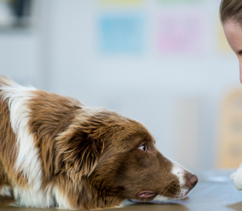 Veterinarian examining a brown and white Border Collie