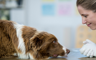 Veterinarian examining a brown and white Border Collie