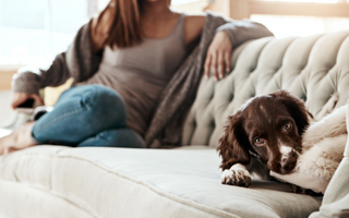 Brown and white puppy resting on a couch with a woman relaxing in the background.