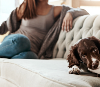 Brown and white puppy resting on a couch with a woman relaxing in the background.