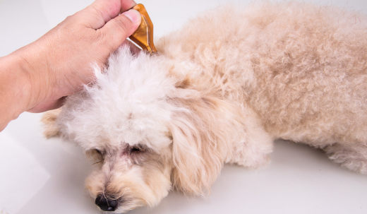 Understanding Skin Tags in Dogs: Causes, Symptoms, and Treatment