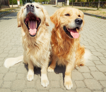 Two Golden Retrievers sitting on a paved path, one yawning