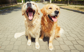 Can Two Male Dogs Live Together ?