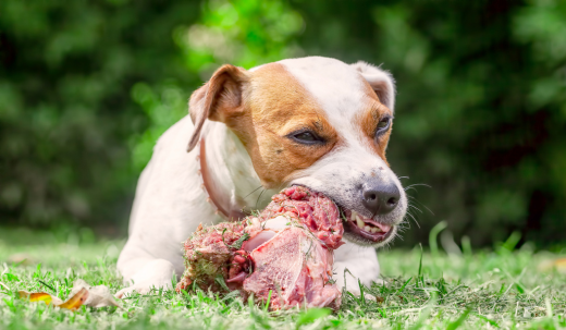Can Dogs Eat Spoiled Meat?