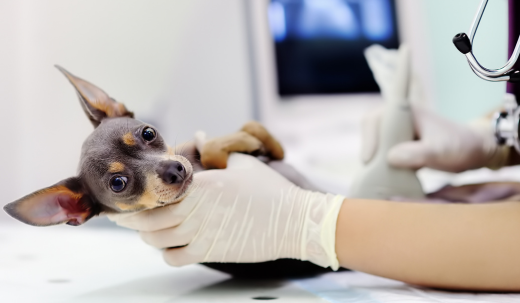 Bladder Stones in Dogs: Types, Symptoms & Treatment