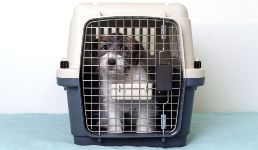 The Benefits of Crate Training Your Dog