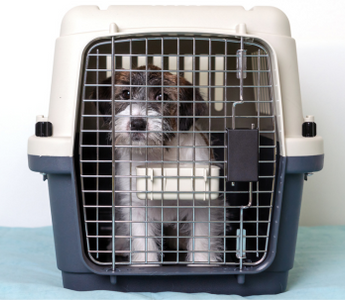 Small, fluffy dog looking out from inside a portable pet carrier.