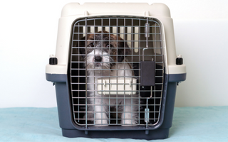 Small dog sitting in a pet carrier.