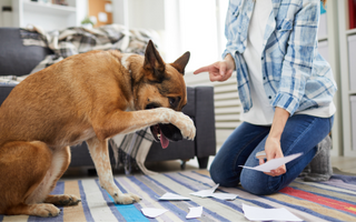 Behavior Modification in Dogs: Techniques and Tips for a Well-Behaved Pet