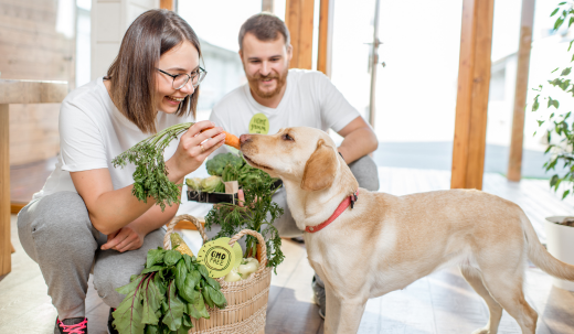 Nutritional Needs: What to Feed Your Dog at Every Life Stage