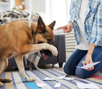 Guilty dog hiding face after shredding papers; owner looks on.
