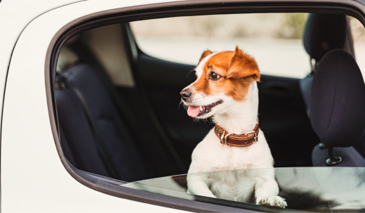Dog Travel Tips: Ensuring Safe, Fun Outings & Journeys