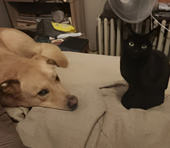 Henry & Kat: The Rescue Duo Who Run the House