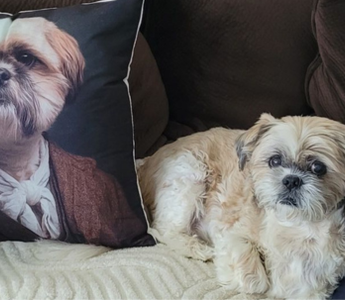 Ollie’s Story: My Fur Angel