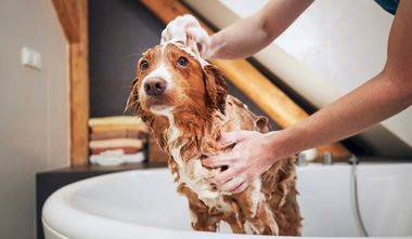 The Ultimate Dog Bathing Guide: How Often Should You Clean Your Canine Companion?