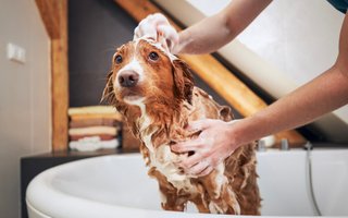 Person washing a Nova Scotia Duck Tolling Retriever in a bathtub