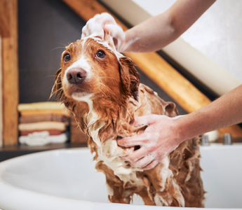 Person washing a Nova Scotia Duck Tolling Retriever in a bathtub