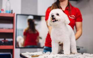 White Bichon Frise getting groomed at a pet salon.
