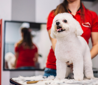 White Bichon Frise getting groomed at a pet salon.