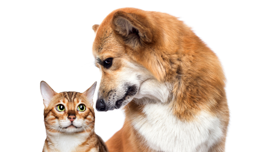 Signs Your Dog or Cat May Have Allergies