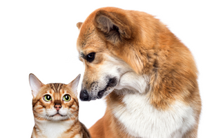 Close-up of a friendly dog and cat looking at each other.