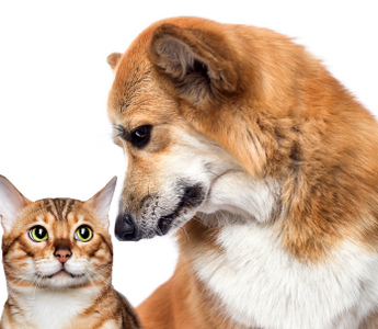 Close-up of a friendly dog and cat looking at each other.