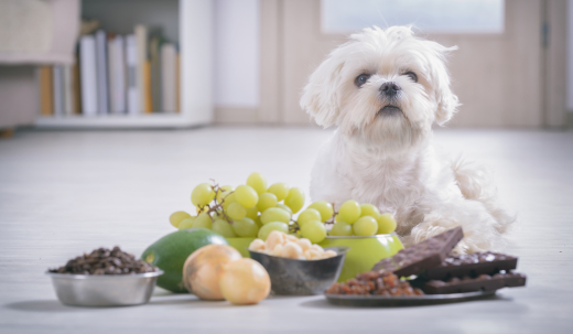The Benefits of Fresh Food for Dogs: A Complete Guide