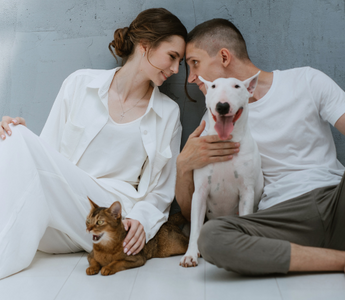 Couple cuddling with Bull Terrier and Abyssinian cat