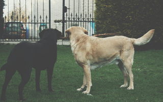 Two dogs, a black Labrador and a yellow Labrador Retriever, playing tug-of-war with a stick near a fence.