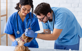 How Veterinarians Handle Common Pet Injuries