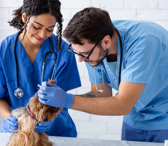 Two veterinarians examine a Yorkshire Terrier dog during a checkup.
